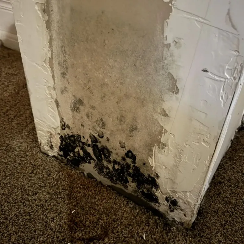 Professional Mold Removal in Orocovis, PR